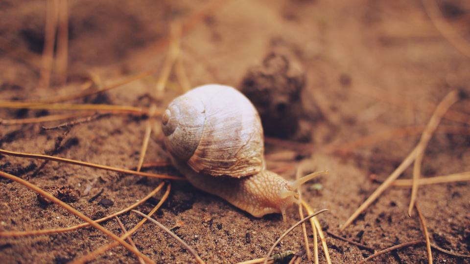 snail slug shell dirt 