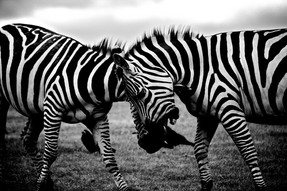 zebras blackandwhite animals 