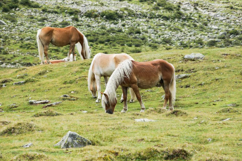 manes horses hair grass fields animals 