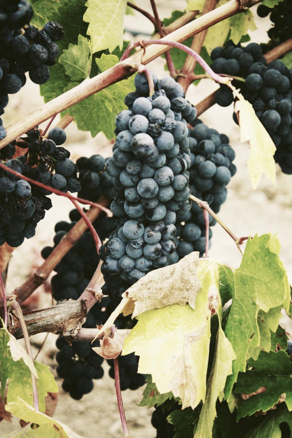 vines fruits blueberries 