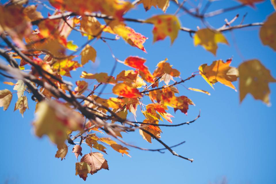 sky leaves branches autumn 