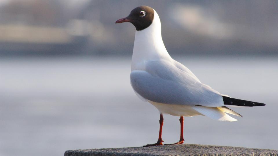 seagull bird animal 