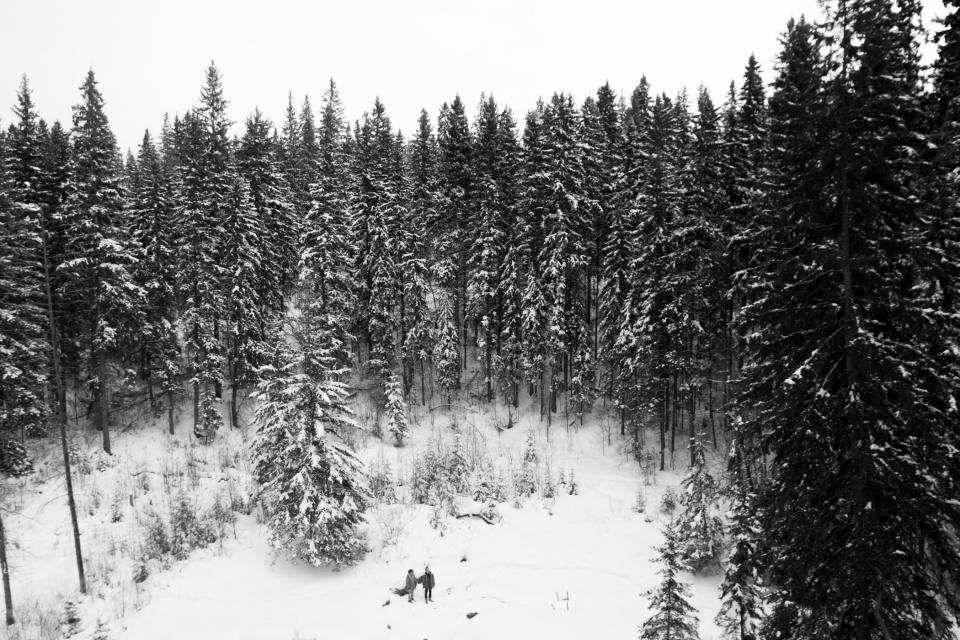 winter trees snow outdoors nature forest blackandwhite 