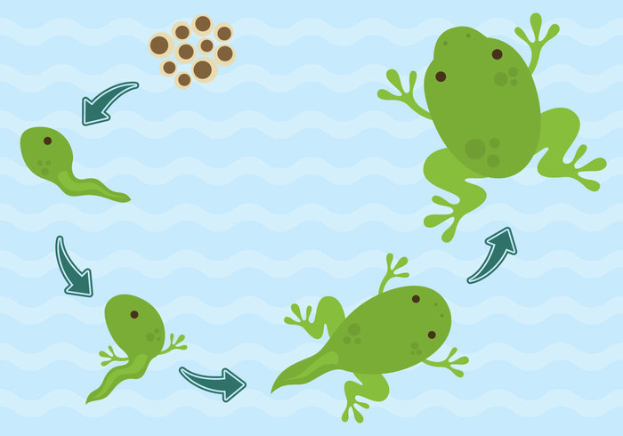 Vector Life Cycle Of Frogs 137462 - WeLoveSoLo