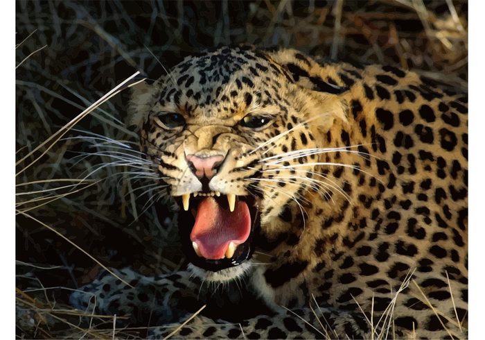 wild animal wild vector Savannah predator image Growling cheetah Fangs Dangerous cheetah cat 