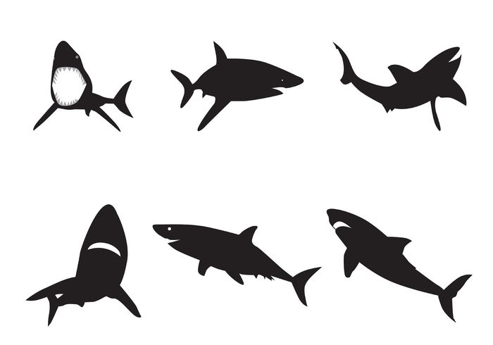 Free Free 53 Silhouette Shark Svg Free SVG PNG EPS DXF File