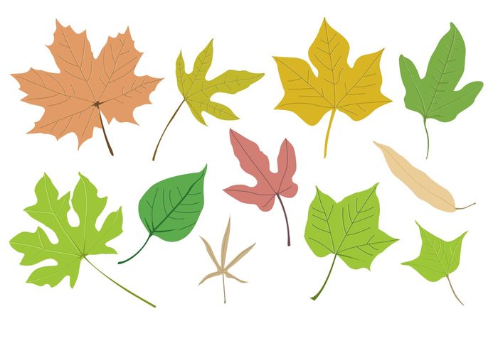 Vector Leaf Collection 104732 - WeLoveSoLo