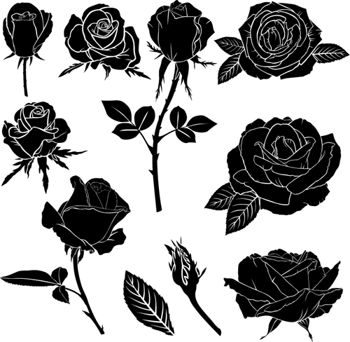 rose illustration black 